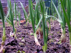 Cómo plantar chalotas en el jardín