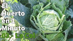 Cómo plantar coles