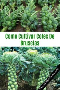 Cómo plantar coles de Bruselas