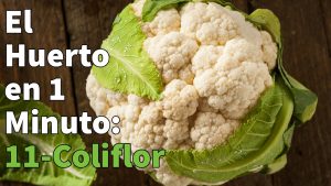 Cómo plantar coliflor