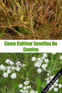 Cómo plantar comino