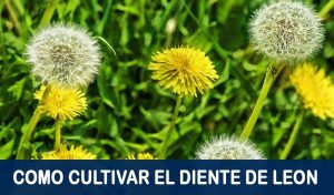Cómo plantar dientes de león