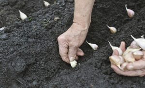 Cómo plantar el ajo