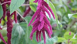 Cómo plantar el amaranto