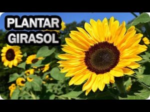 Cómo plantar el girasol