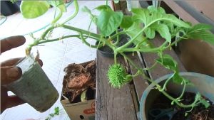 Cómo plantar el maxixe