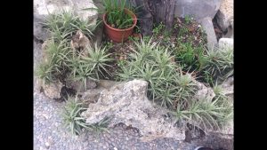 Cómo plantar entre las rocas