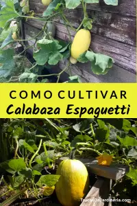 Cómo plantar espaguetis