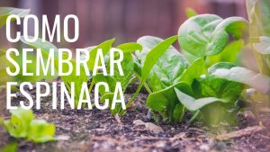 Cómo plantar espinacas