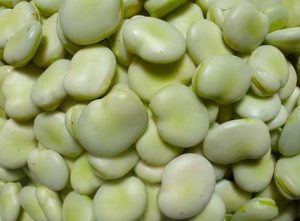 Como plantar fava
