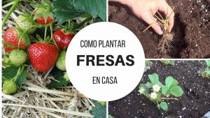 Cómo plantar fresa