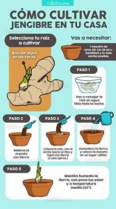 Como plantar gengibre
