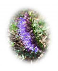 Cómo plantar hisopo