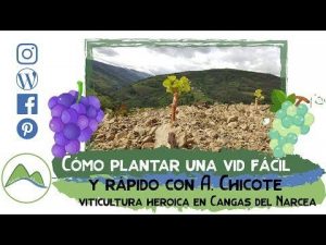 Cómo plantar la bodega