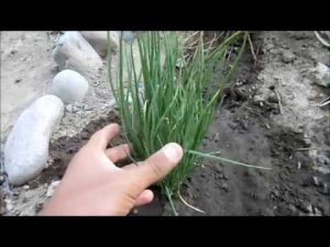 Cómo plantar la cebolla china