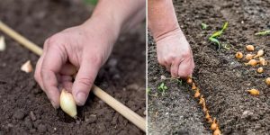 Cómo plantar la cebolla francesa