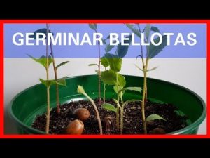 Cómo plantar la hierba de roble