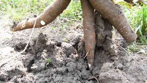 Cómo plantar la mandioca