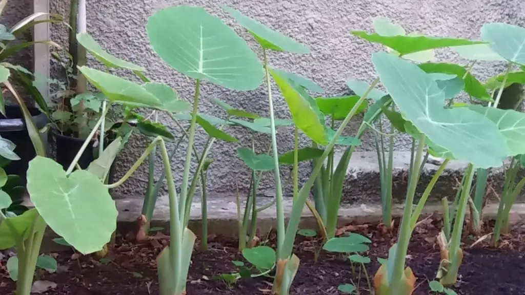 Cómo plantar y cultivar un ciruelo en una maceta - Consejos para mi huerto