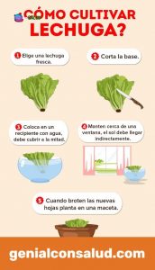 Cómo plantar lechuga en el jardín