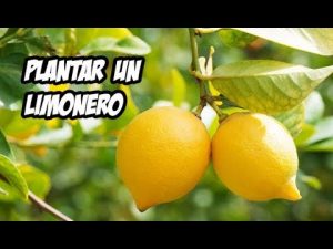 Cómo plantar limoneros en el jardín