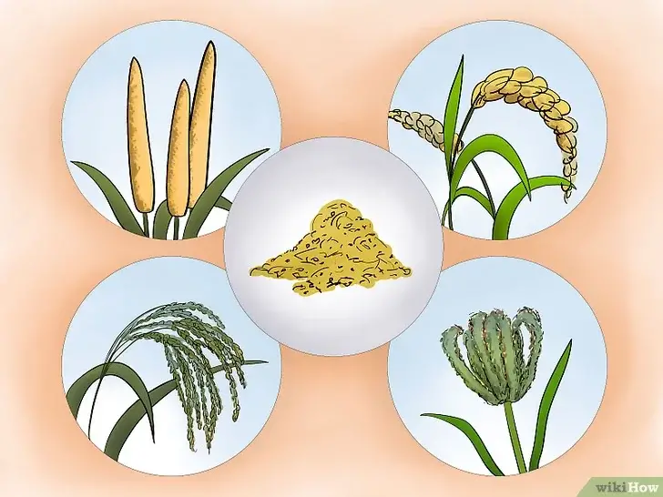 Cómo plantar mijo perla