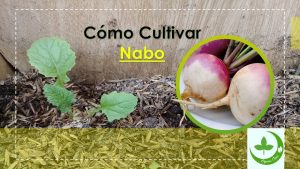 Cómo plantar nabos