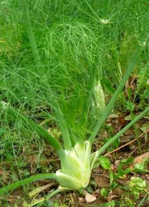 Como plantar o funcho