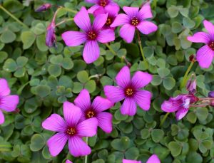 Como plantar oxalis