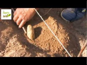 Cómo plantar patatas