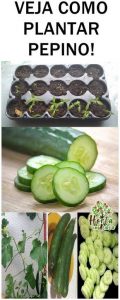Como plantar pepinos sem jardim