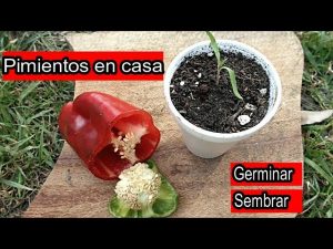 Cómo plantar pimentón