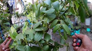 Cómo plantar pimienta