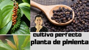 Cómo plantar pimienta negra