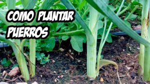 Cómo plantar puerros
