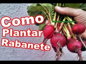Como plantar rabanete
