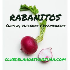 Como plantar rabanetes não hortofrutícolas
