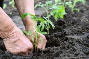 Cómo plantar raíces fuertes