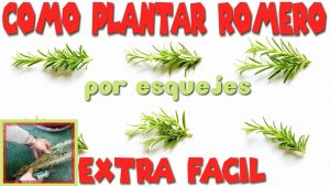 Cómo plantar romero