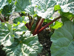 Como plantar ruibarbo no jardim