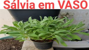 Como plantar sálvia