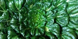 Como plantar tah tsai