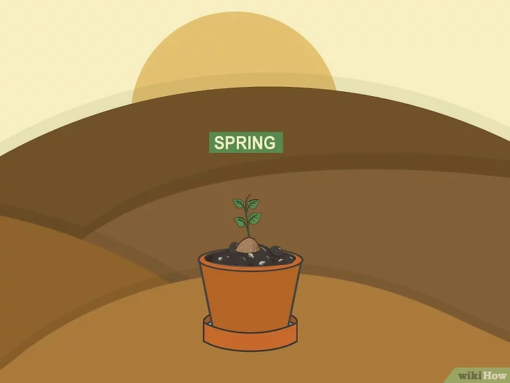 Como plantar taro