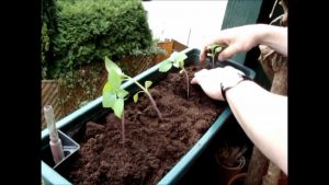 Como plantar tomatillo
