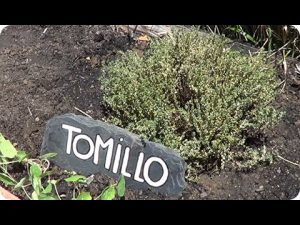 Cómo plantar tomillo
