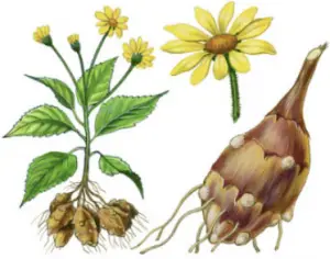 Cómo plantar tupinambo