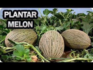 Cómo plantar un melón