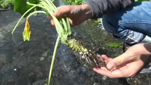 Cómo plantar wasabi