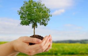 Cómo plantar y cuidar los árboles