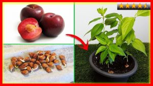 Cómo plantar y cultivar un ciruelo en una maceta